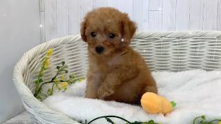 トイプードル♀2609D0759 - YouTube