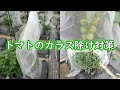トマトのカラス除け対策
