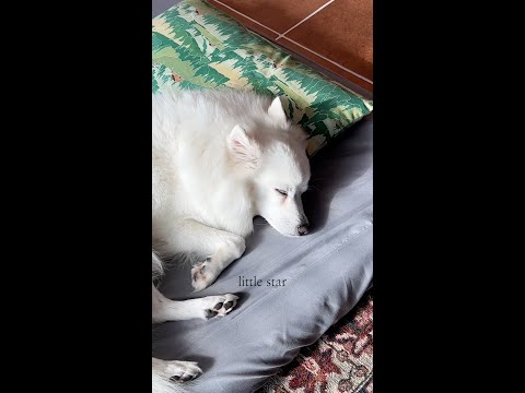 강아지 꿀잠 유도 음악