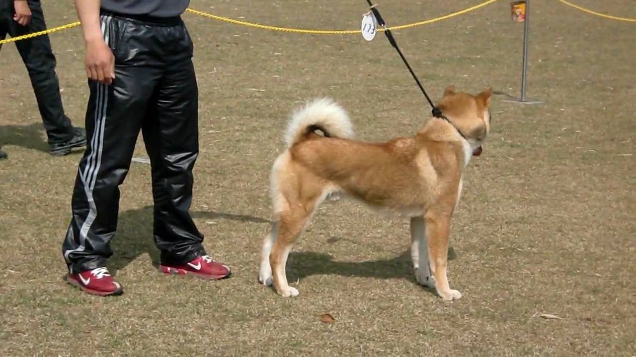 Shikoku Ken in the Ring
