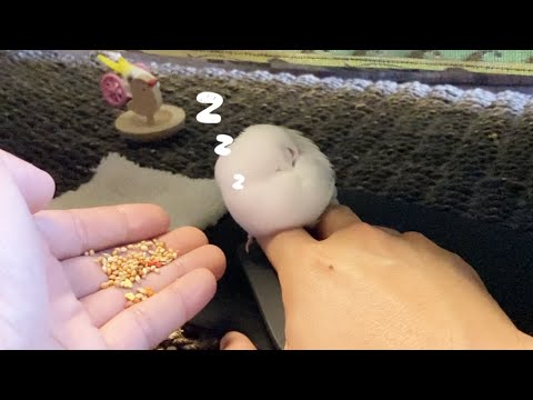 爆睡中の食いしん坊文鳥にご飯を差し出したらどうなるのか　java sparrow