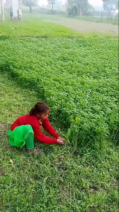 barsim ki kheti kaise karen barsim ki pahli katai kitne dino bad karni chahie #education #farmers