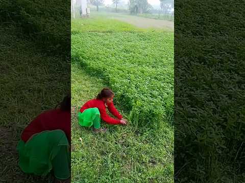 barsim ki kheti