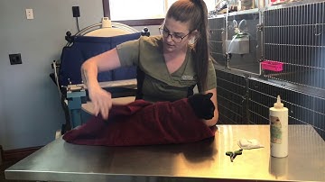 AVMA Task Video Project