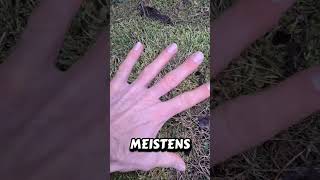 Moos im Rasen entfernen! #garten #gartenarbeit #tippsundtricks #gartentipps
