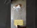si oyen ini mau ngapain gaes ,apakah mau masuk dia  #shorts