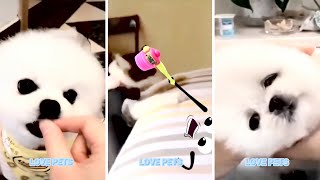 funny and cute dog and cat videos  cute puppies  cute pets # 4