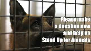 Dublin SPCA March 2012 Appeal