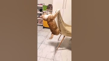 cute funny cat  #pets #funny #cat