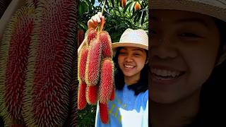 This is a type of rambutan that is still rare #rambutan #rarerambutan #rarefruit #shorts #shortvideo