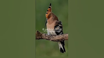 جزء من سورة النمل القارى بلال دربالي #سورة_النمل #بلال_دربالي