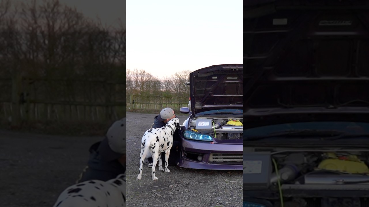 Мой лучший друг 🤍🖤🤍🖤 