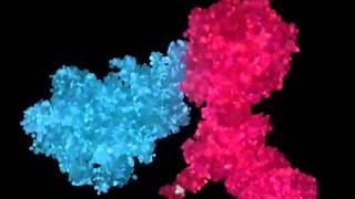 How Gleevec Works - HHMI