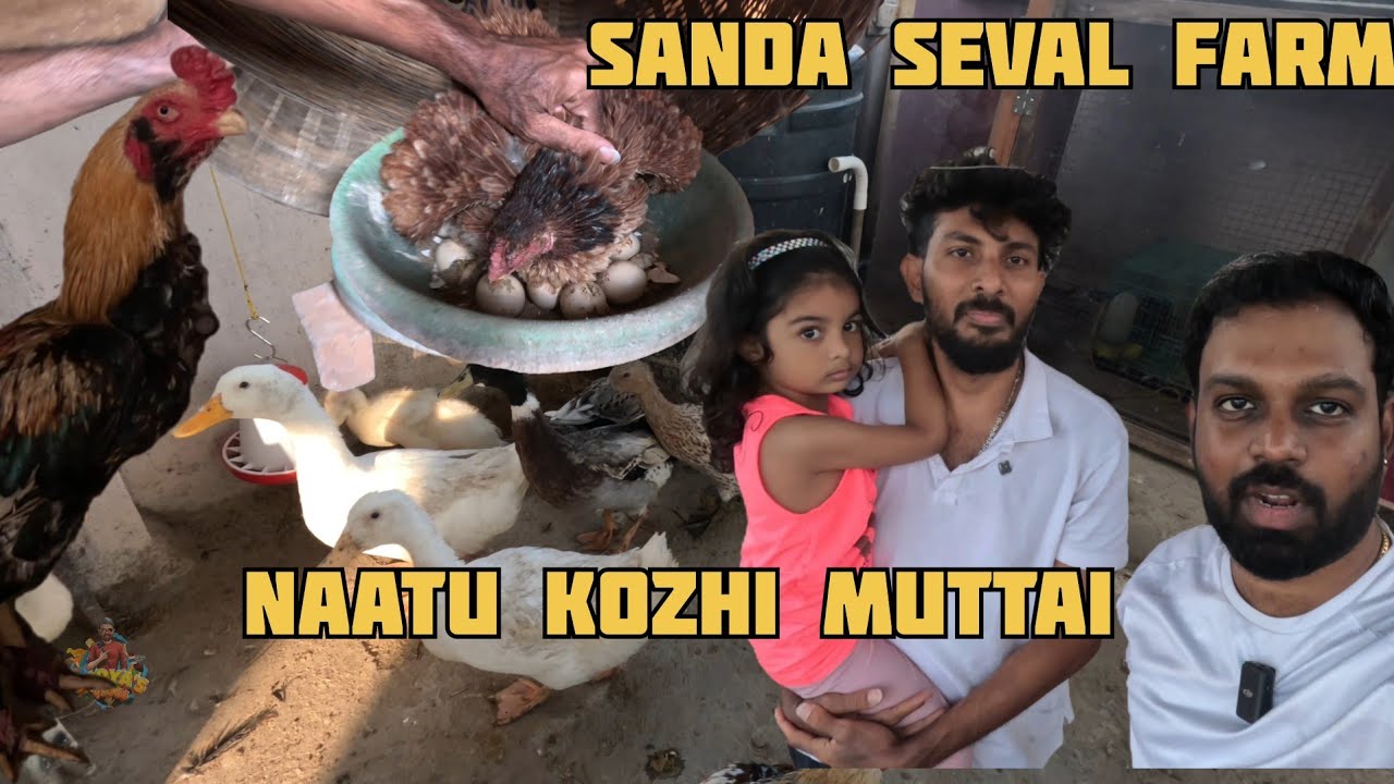 Sanda seval farm polama ??? #naatukozhi #vlogbysurya #sandaseval kozhi pannai | Naatu kozhi muttai