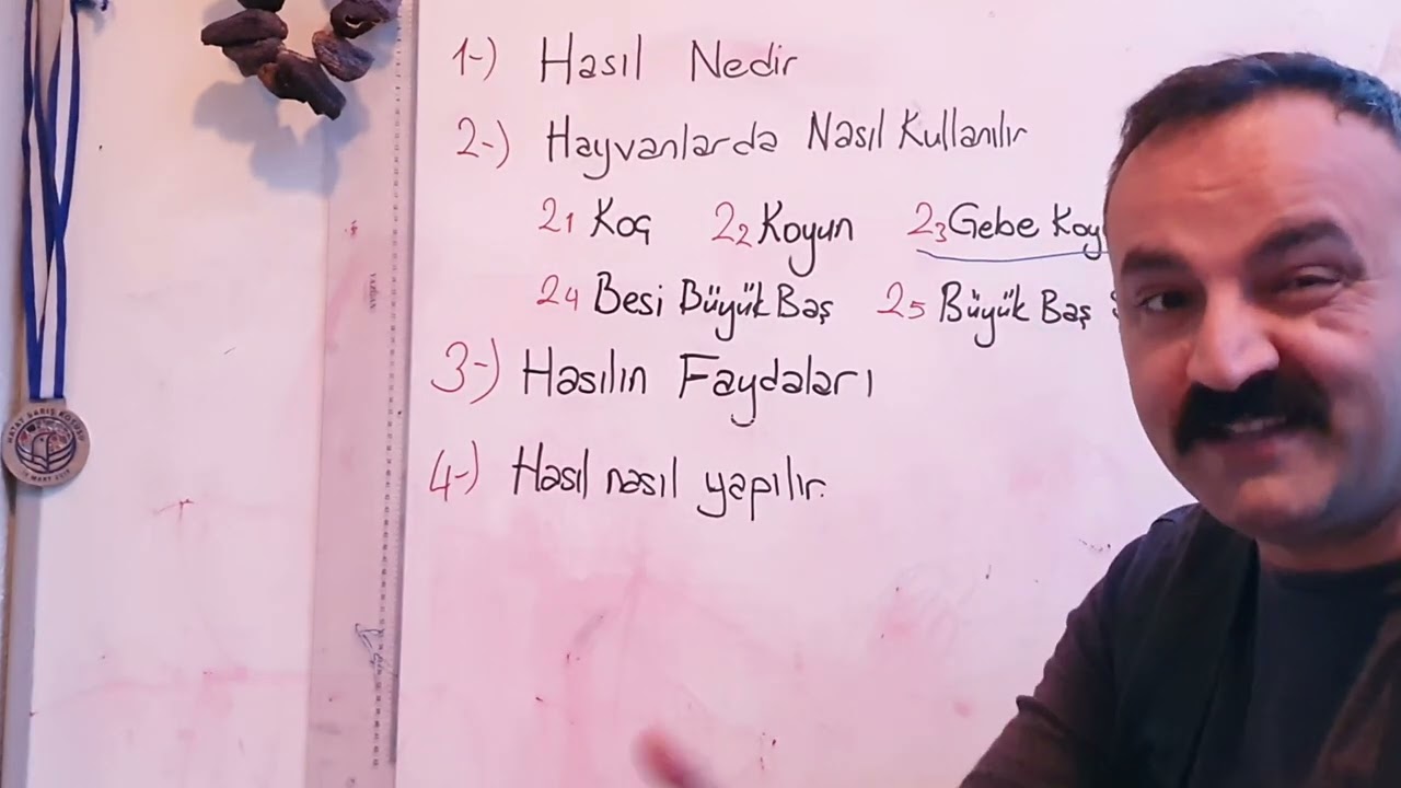 topraksız hayvan yemi Hasıl. Hayvanlara nasıl verilmeli. hasıl nedir. @RECEP KAYA @mitat besicilik