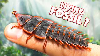 Prehistoric Creature Found Alive Trilobite Beetle