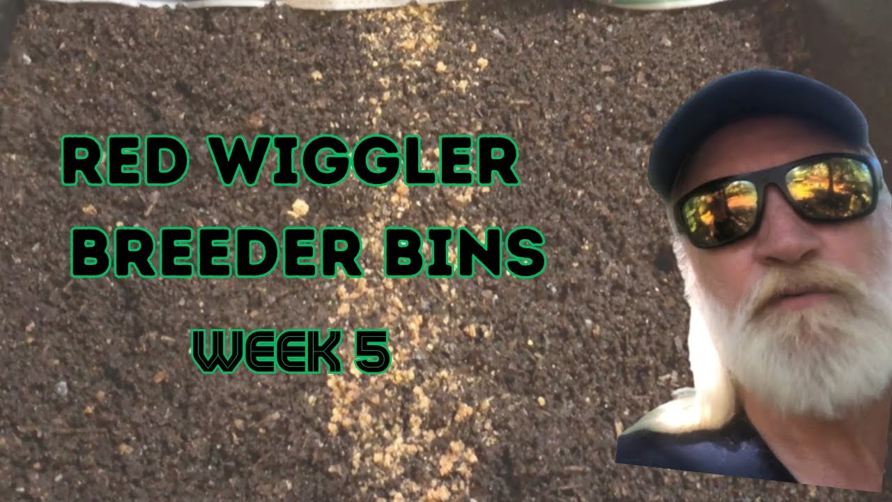 Incredible Breeder Bin Results with Red Wigglers in 5 Weeks! YouTube