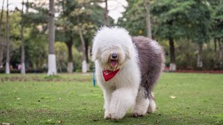 Unleash Your Old English Sheepdog's Agility Training Potential!