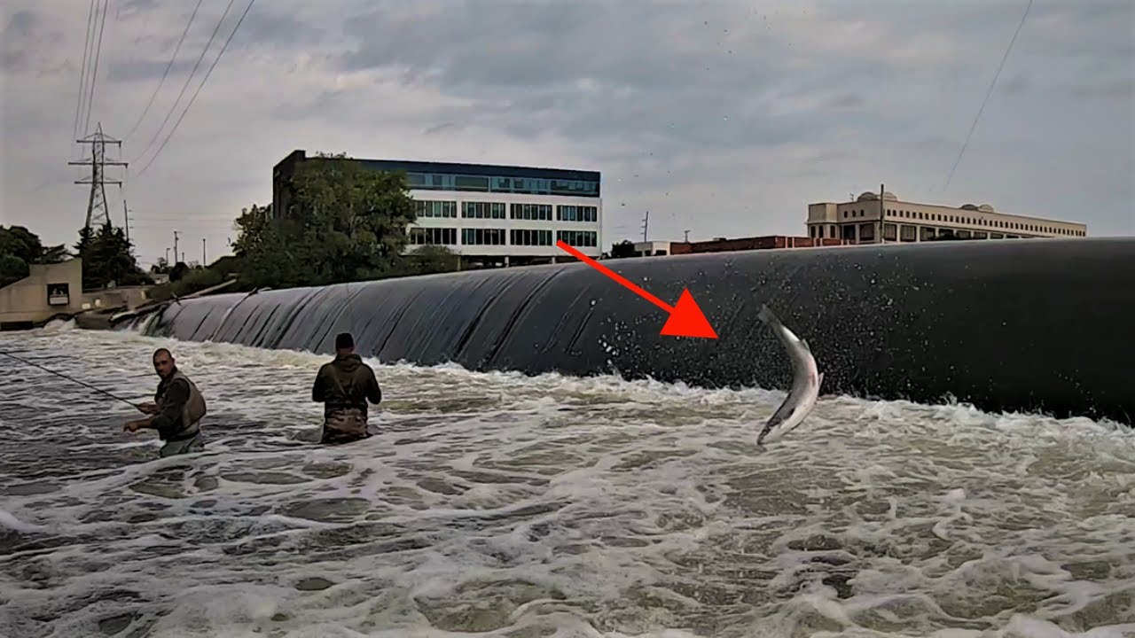 Michigan Fall Fishing at Grand River Fish Ladder!! * FISH ON * YouTube