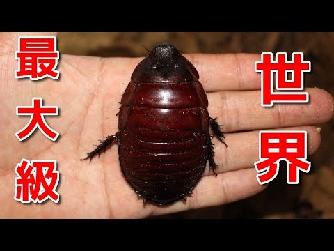 １匹３万円 世界最大級のゴキブリを飼い始めました Youtube