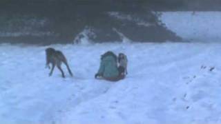 2011 briar pulls sled avi vid for you tube.avi