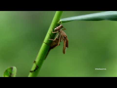 damselfly emergence