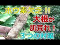 ホウ素欠乏!大根がヤバい!その3つの対策