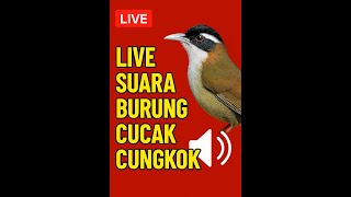 Live Suara Burung Cucak Cungkok Gacor Nonstop 1 Jam 🔊 | Cocok untuk Masteran