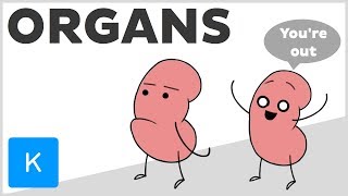 You could live without these organs - Human Anatomy | Kenhub Resimi