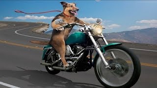 Funny Dogs Riding on Motorcycles + Bonus Dogs Hate Kisses - Funny Dogs Videos, Funny Animals