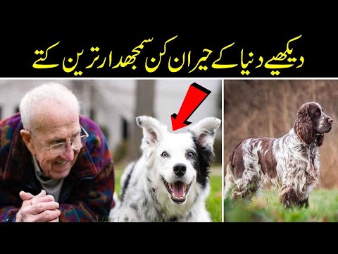 Smartest and talented dogs in the world دیکھیے دنیا کے حیران کن سمجھدار ترین کتے