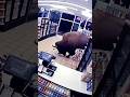 Buffalo's entry into super store #sora #soralife #funny #foryou #viral #animals #viral