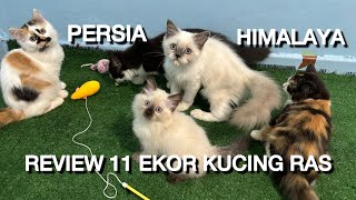 Review 11 ekor anak kucing persia dan himalaya siap adopsi jakarta selatan