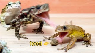 Oops!  When I gave the frog artificial food, it turned out to be ridiculous 🐸 [Frog and toad]