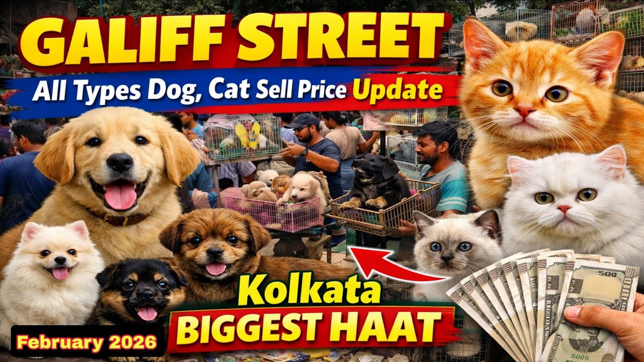 Cheap Price Dog In Kolkata | Gallif Street Pet Market Kolkata | Recent | Dog market in Kolkata today