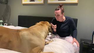 A Boerboel will steal your heart and then they will steal your Bed