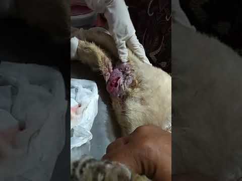 Video: Penyakit Periodontal pada Kucing