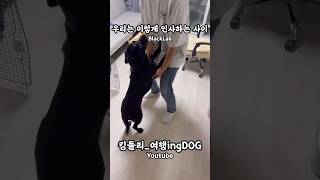 오월이랑 이렇게 인사하는 사이 #블랙랩 #블랙래브라도리트리버 #블랙라브라도리트리버 #blacklab #blacklabradorretriever #강아지일상 #shorts