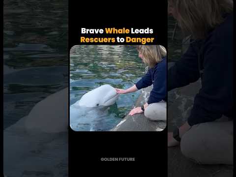 Incredible Whale Rescue Leaves Rescuers In Tears