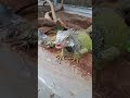 #reptile #indukaniguana