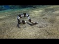 A  BANDED SNAKE EEL hunting on sandy bottom, AND START TO HUNT DEEPLY