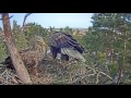 Estonian WTEs ~ Anna&#39;s return, nest arranging &amp; mating, 2016-03-02 12:04