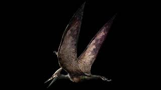 Pteranodon Sound Effects (Ver. 2)