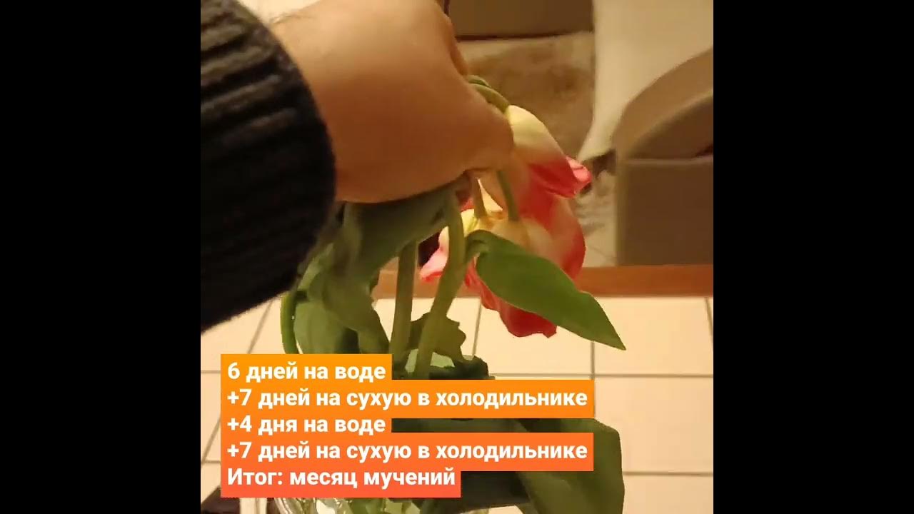 Как реанимировать тюльпаны начали загибаться. Как реанимировать тюльпаны.