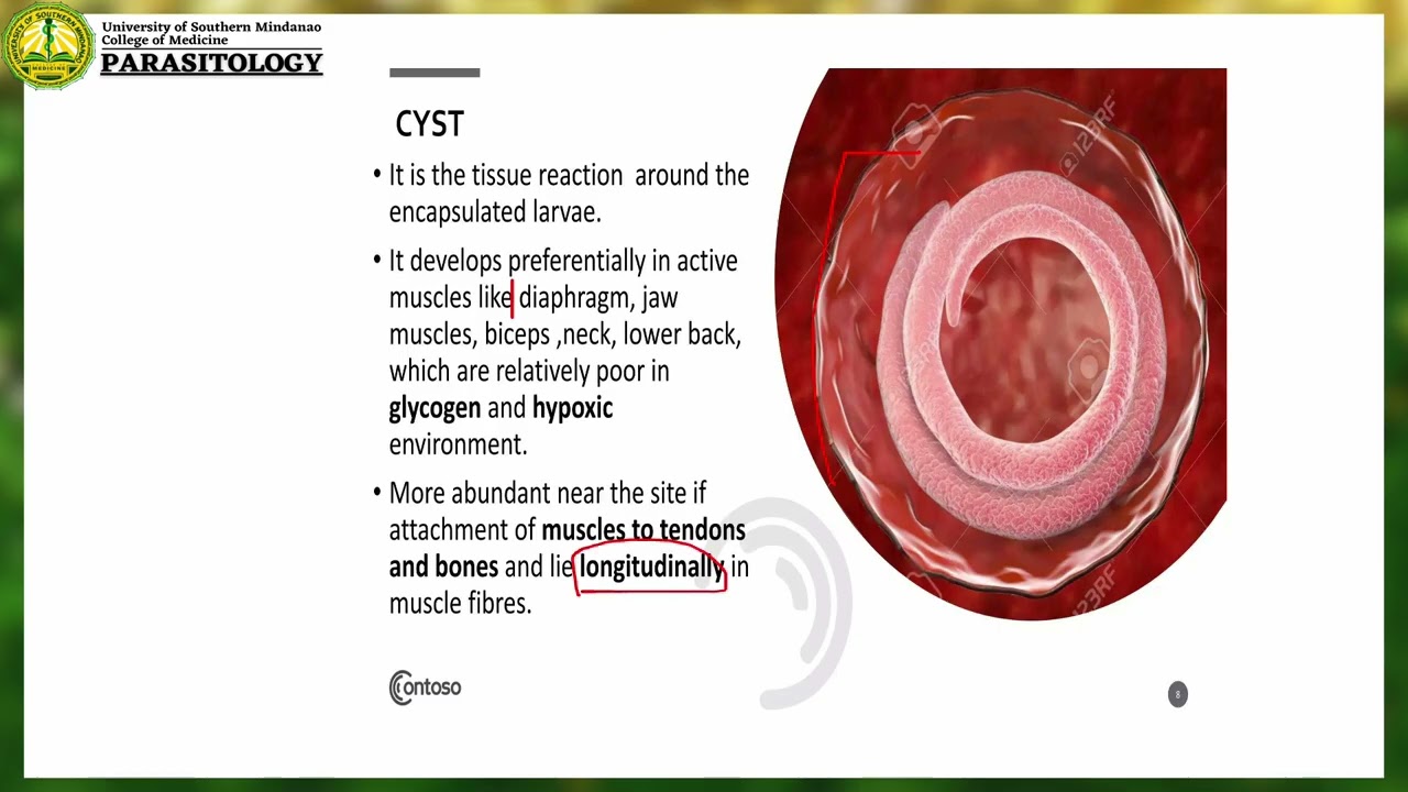 Nematodes Part 1 lecture 2