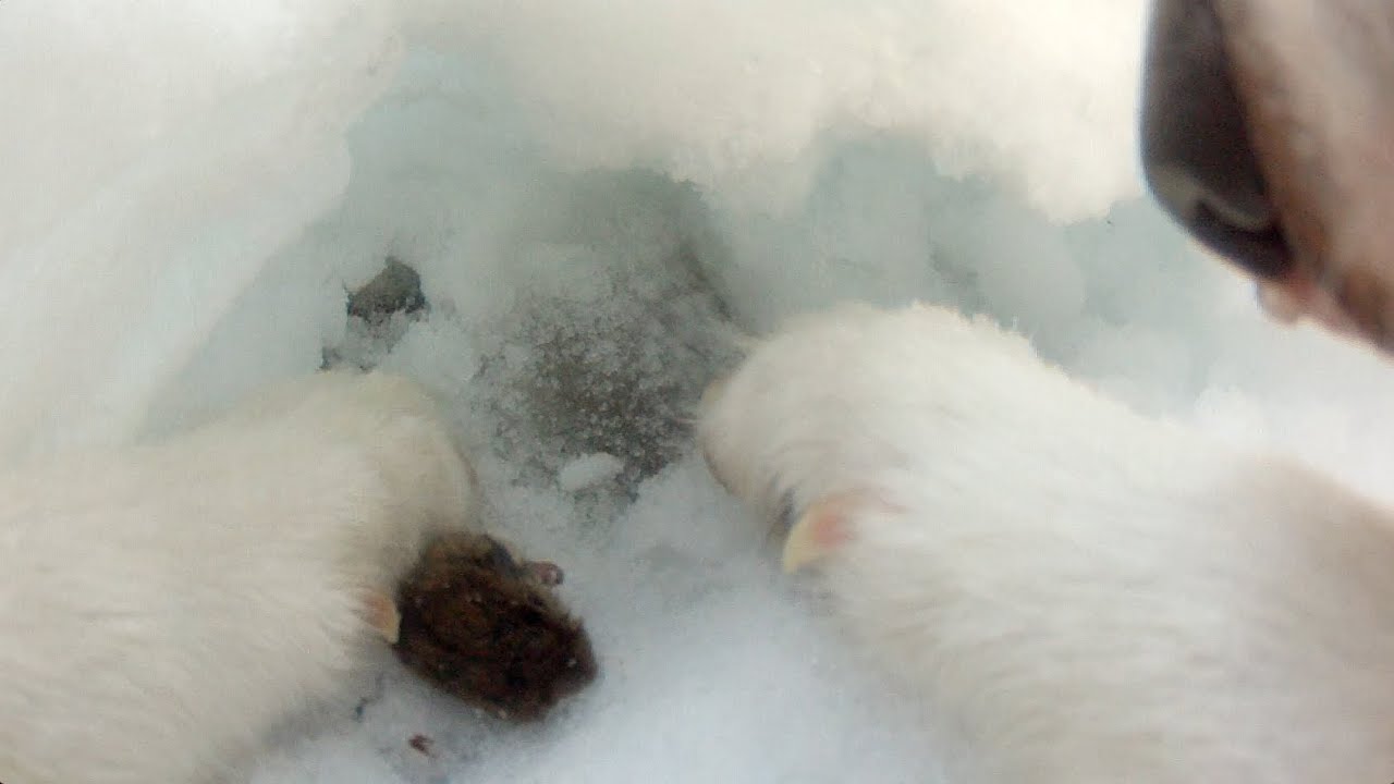 Dog Kills A Mouse YouTube