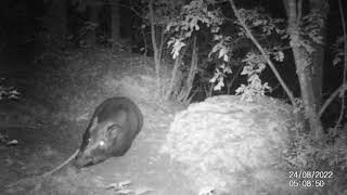 Grosso cinghiale schiaccia un pisolino, poi arriva cucciolo di volpe...