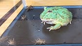 特大 ウシガエルのオタマジャクシ 大漁 Youtube 特大 ウシガエルのオタマジャクシ 大漁 Youtube