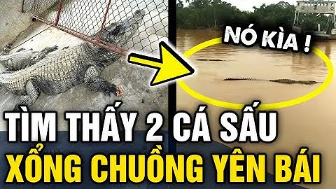Xôn xao clip 2 CON CÁ SẤU trên 100kg XỔNG CHUỒNG bơi trên sông ở Yên Bái | Tin 3 Phút