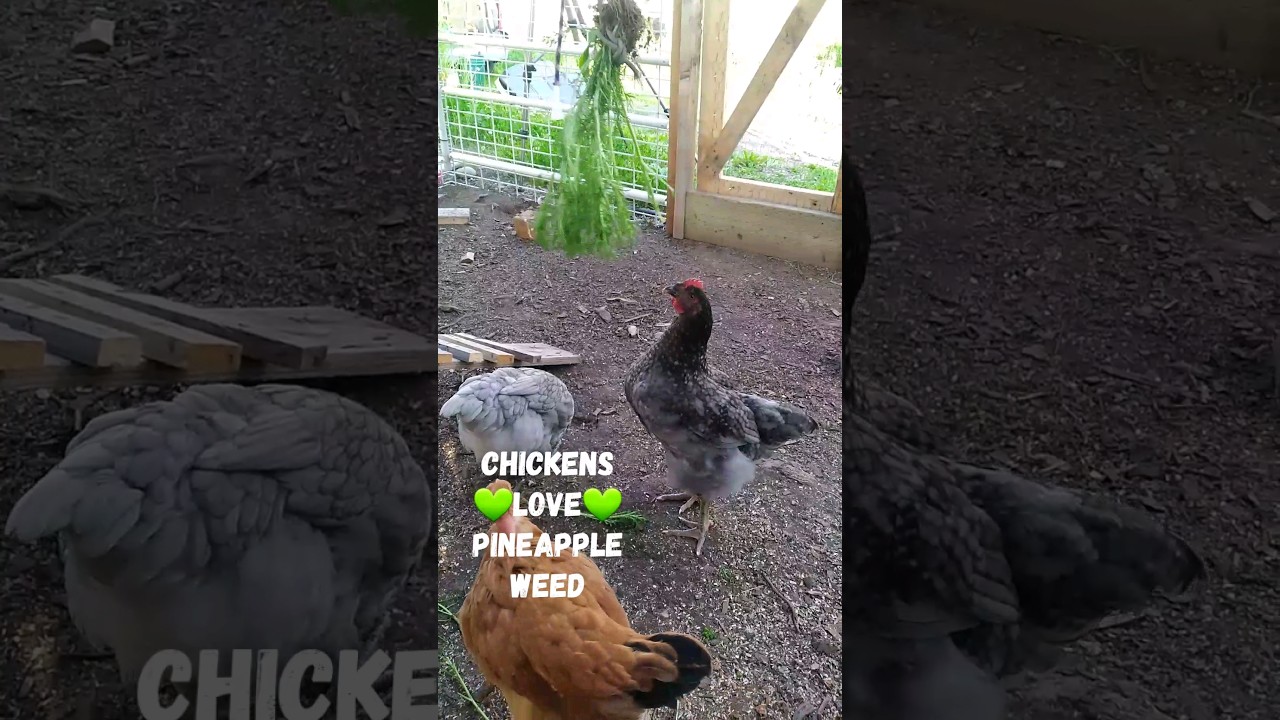 Chicken Crack Pineapple weed! 💚🐤 